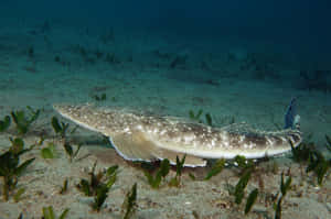 Majestic View Of Flathead Lake In Montana During Sunset Wallpaper