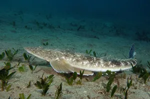 Majestic View Of Flathead Lake In Montana During Sunset Wallpaper