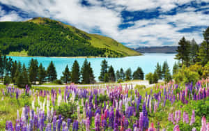 Majestic View Of Pristine Scenery In New Zealand Wallpaper