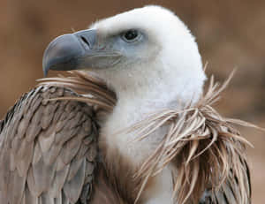 Majestic Vulture Close Up Wallpaper