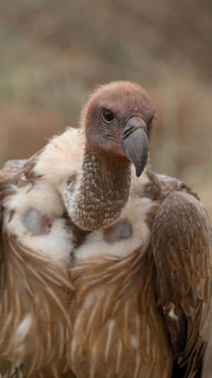 Majestic_ Vulture_ Closeup.jpg Wallpaper