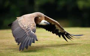 Majestic_ Vulture_ In_ Flight.jpg Wallpaper