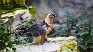 Majestic Vulture On Rock Wallpaper