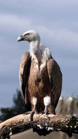 Majestic Vulture Perched Wallpaper