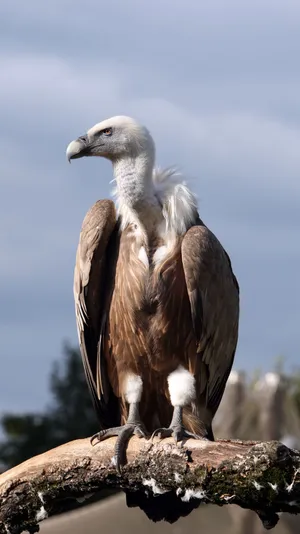Majestic Vulture Perched Wallpaper