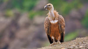 Majestic Vulture Perched Wallpaper