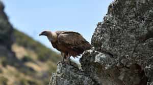 Majestic Vulture Perchedon Rocky Outcrop Wallpaper