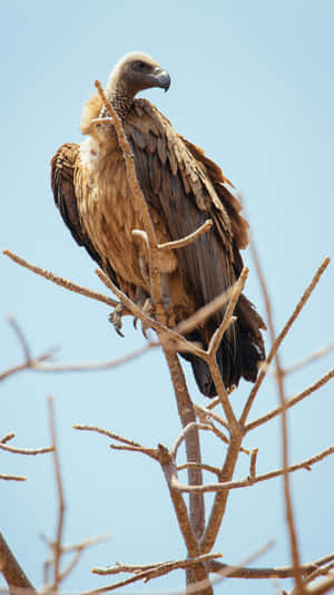 Majestic Vulture Perchedon Tree Branches Wallpaper