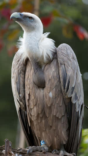 Majestic Vulture Portrait Wallpaper