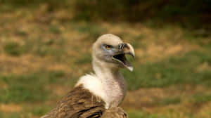 Majestic Vulture Portrait Wallpaper