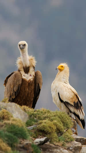 Majestic Vultures Cliffside Wallpaper