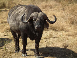 Majestic Water Buffalo Standingin Field Wallpaper