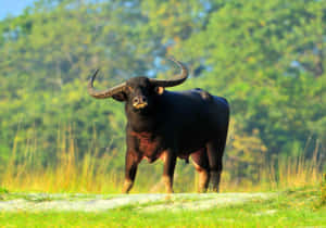 Majestic Water Buffaloin Natural Habitat.jpg Wallpaper