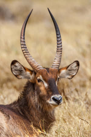 Majestic Waterbuck Portrait Wallpaper