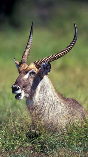 Majestic Waterbuck Portrait Wallpaper