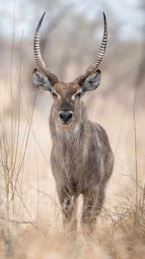 Majestic Waterbuck Standing Tall Wallpaper