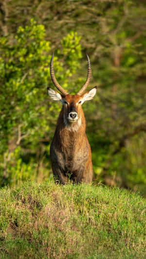 Majestic Waterbuck Standing Tall Wallpaper