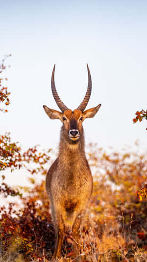 Majestic Waterbuck Standing Tall Wallpaper