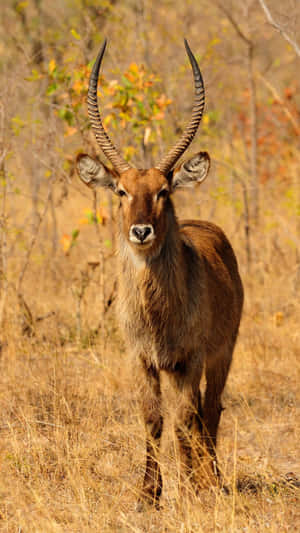 Majestic Waterbuck Standingin Savannah.jpg Wallpaper