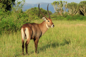 Majestic Waterbuckin Grassland.jpg Wallpaper