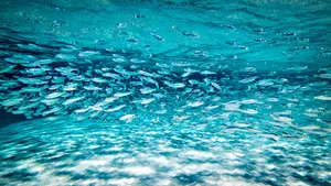 Majestic Waves Of The Open Ocean Wallpaper