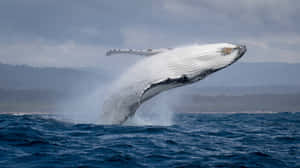 Majestic_ Whale_ Breaching Wallpaper