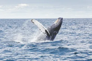 Majestic Whale Breaching Ocean Wallpaper