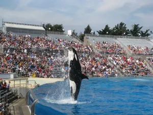 Majestic Whale Encounter Wallpaper