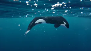 Majestic Whale In The Deep Blue Sea Wallpaper