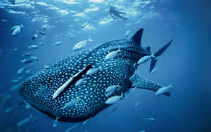 Majestic_ Whale_ Shark_ Underwater Wallpaper