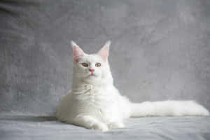 Majestic White Cat Portrait Wallpaper