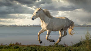 Majestic White Horse Galloping Beside Water Wallpaper