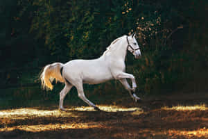 Majestic White Horsein Sunlight Wallpaper