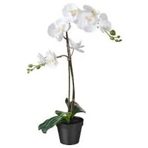 Majestic White Orchid Plant Wallpaper