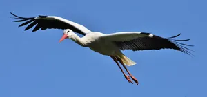 Majestic White Stork In Flight Wallpaper