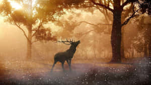 Majestic White-tailed Deer Set Against A Serene Forest Backdrop Wallpaper