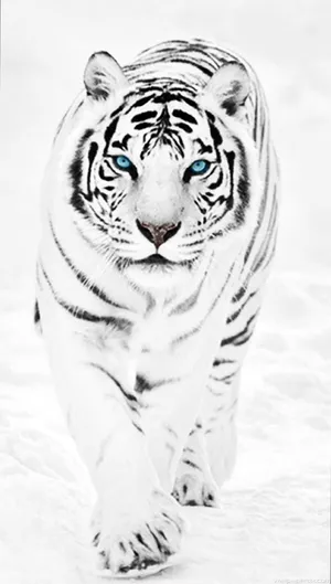 Majestic White Tiger In The Snow Wallpaper