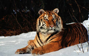 Majestic White Tiger Nestled In Snow Wallpaper