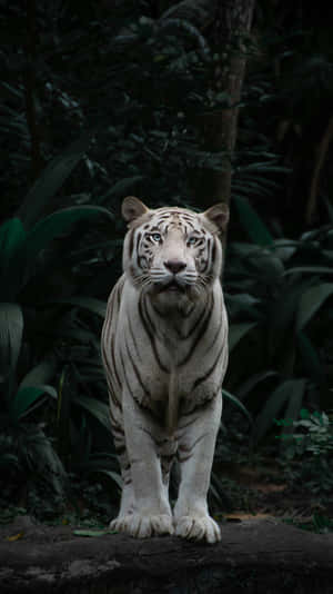 Majestic_ White_ Tiger_ Singapore_ Zoo.jpg Wallpaper