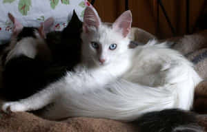 Majestic White Turkish Angora Cat Wallpaper