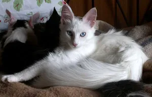 Majestic White Turkish Angora Cat Wallpaper