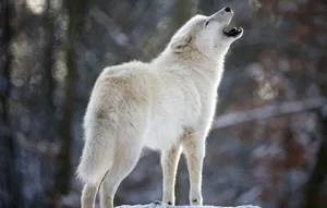 Majestic White Wolf In Snowy Forest Wallpaper