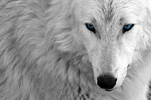 Majestic White Wolf In Snowy Wilderness Wallpaper