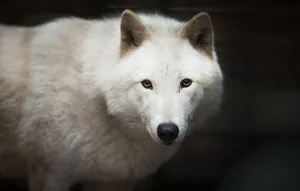 Majestic White Wolf In The Wild Wallpaper