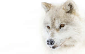 Majestic White Wolf Staring Intently In A Snowy Wilderness Wallpaper