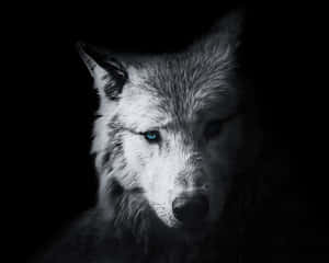 Majestic White Wolf Staring Into The Distance Wallpaper
