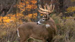 Majestic Whitetail Deer In A Forest Glade Wallpaper