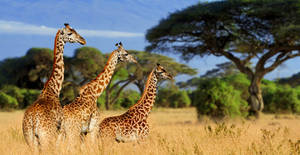 Majestic Wilderness In The Heart Of Tanzania, Tarangire National Park Wallpaper