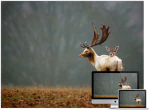 Majestic Wildlife Scene With Various Animals In Their Natural Habitat Wallpaper