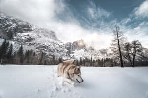 Majestic Winter Panorama Of The Siberian Landscape Wallpaper